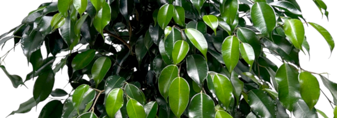 Ficus Danielle Banner Image.jpeg